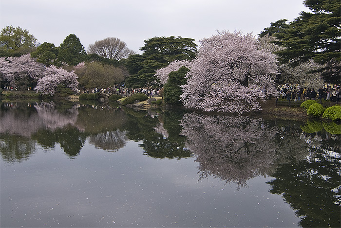 hanami 2010 shinjuku gyoen